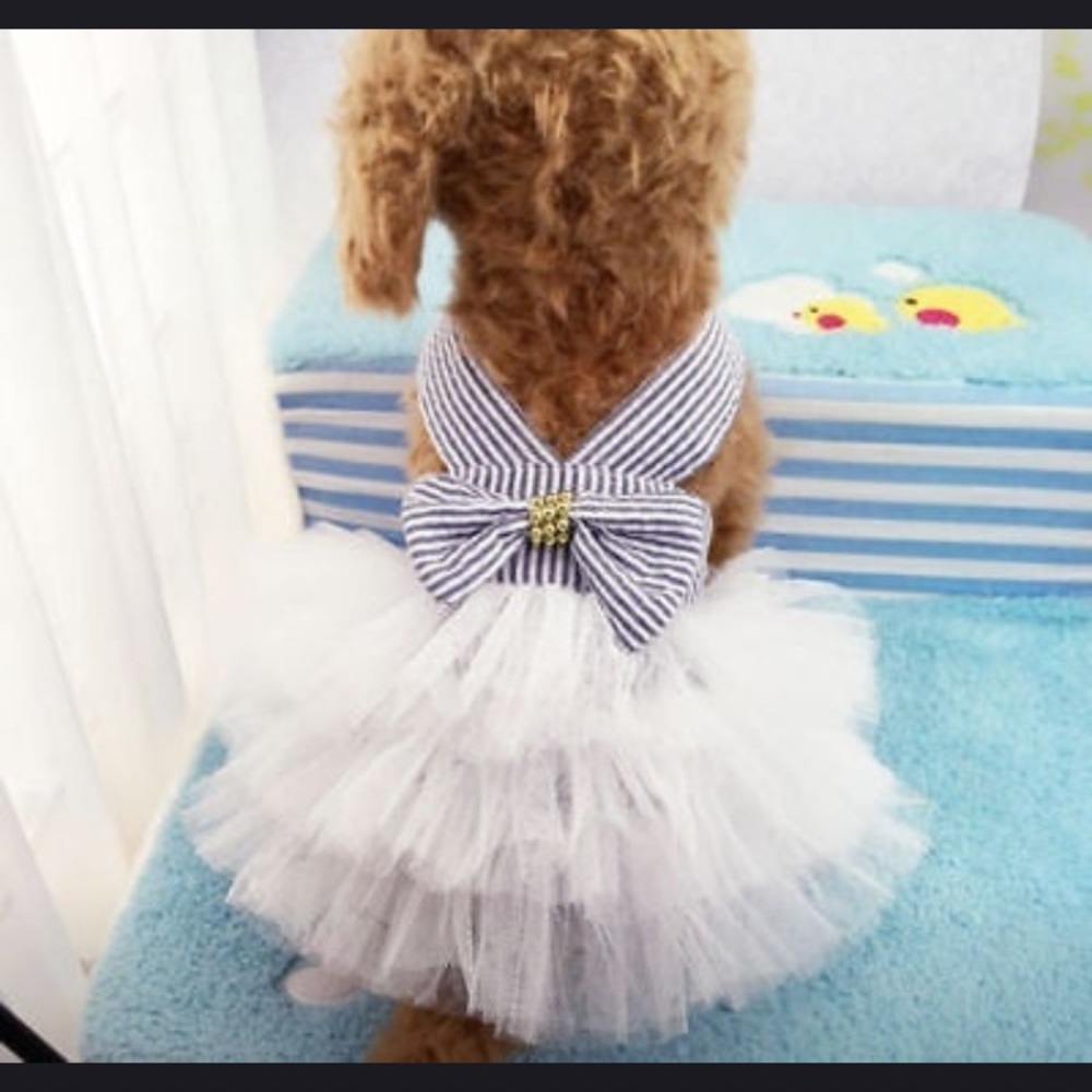 Little blue dress puppies🐾